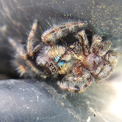 Phidippus audax