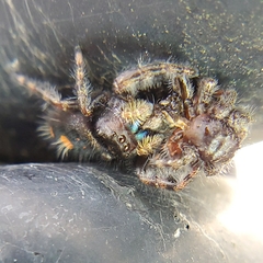 Phidippus audax