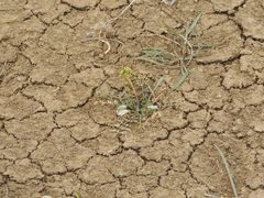 Lepidium perfoliatum