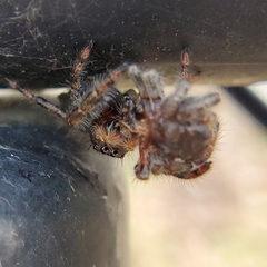 Phidippus audax