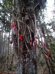 Disocactus speciosus speciosus