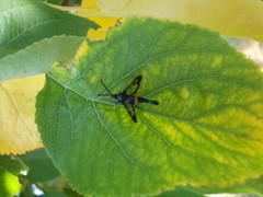 Synanthedon myopaeformis