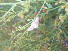 Tegostoma baphialis
