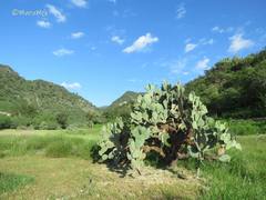 Opuntia joconostle
