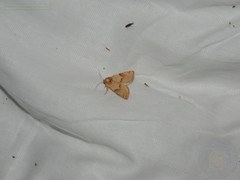 Mycteroplus puniceago