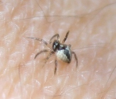 Emertonella taczanowskii