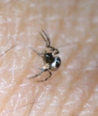 Emertonella taczanowskii