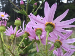 Senecio glastifolius