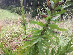 Senecio glastifolius