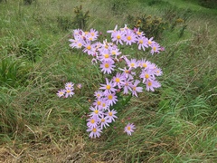 Senecio glastifolius