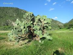Opuntia joconostle