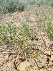 Leptaleum filifolium