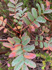 Sorbus sitchensis sitchensis