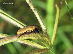 Hologymnetis cinerea