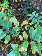 Sorbus sitchensis sitchensis