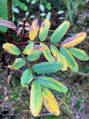 Sorbus sitchensis sitchensis