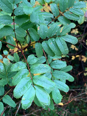 Sorbus sitchensis sitchensis