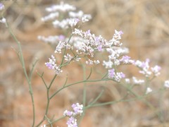Limonium sareptanum