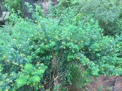 Genista monspessulana