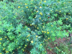 Genista monspessulana