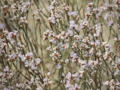Limonium suffruticosum