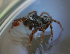 Habronattus oregonensis