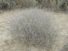 Limonium suffruticosum