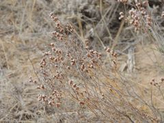 Limonium suffruticosum
