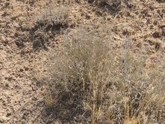 Limonium suffruticosum