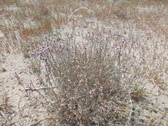 Limonium suffruticosum