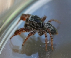 Habronattus oregonensis