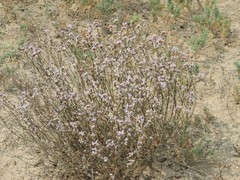 Limonium suffruticosum