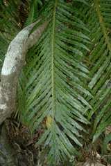 Blechnum gibbum