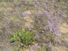 Limonium tomentellum