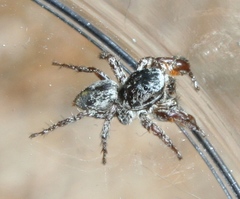 Habronattus oregonensis