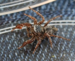 Habronattus oregonensis