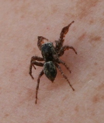 Habronattus oregonensis