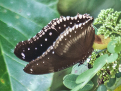 Hypolimnas bolina bolina