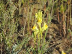 Linaria