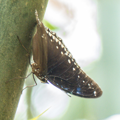 Hypolimnas bolina bolina