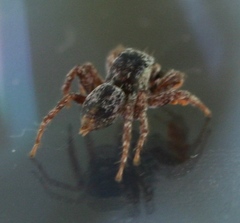 Habronattus oregonensis