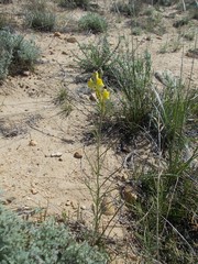 Linaria