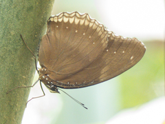 Hypolimnas bolina bolina