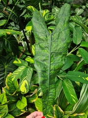 Alocasia zebrina