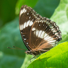 Hypolimnas bolina bolina