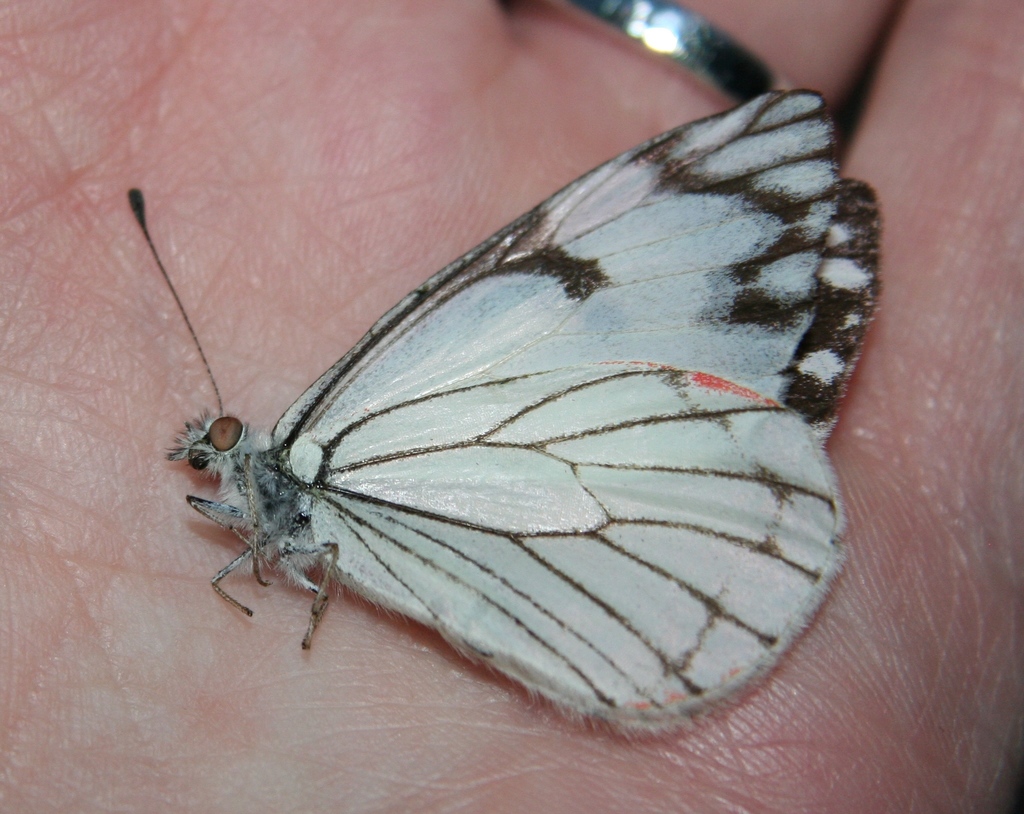 Large Pine White