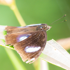 Hypolimnas bolina bolina