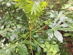 Fatsia japonica