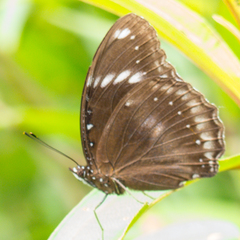 Hypolimnas bolina bolina