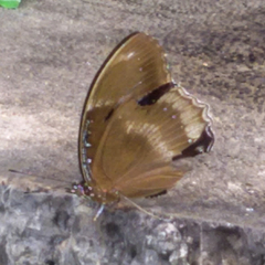 Hypolimnas bolina bolina